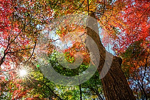 Colorful tree in autumn
